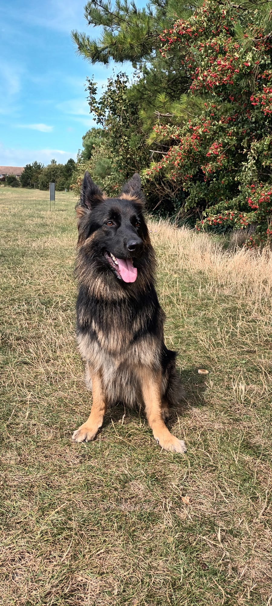 TILLY - EAST SUSSEX